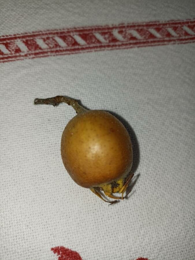 Crataegus germanica fruit