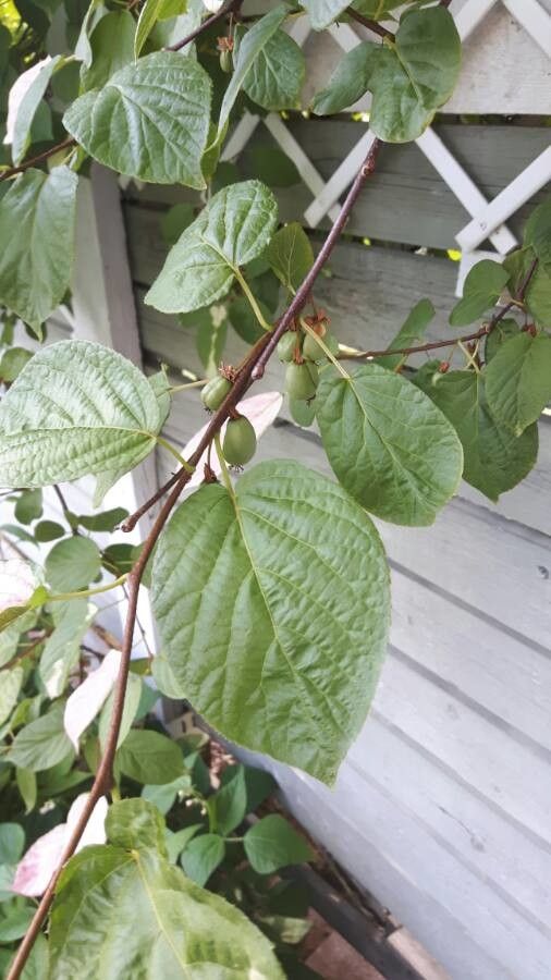 Actinidia polygama — search result for 'Actinidiaceae'