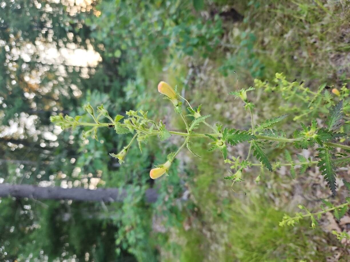 Aureolaria pedicularia flower