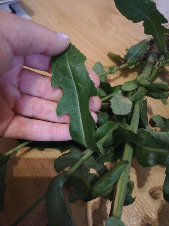 Crepis suffreniana leaf