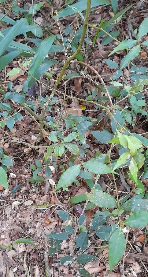 Psychotria leiocarpa other