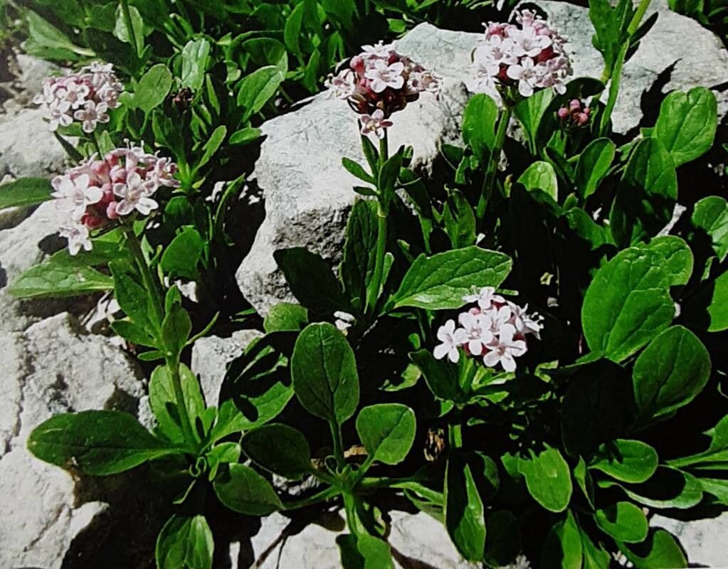 Valeriana bertiscea — search result for 'Valeriana'