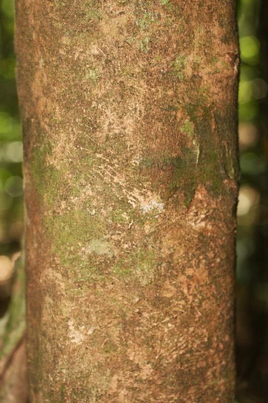 Licania latistipula bark