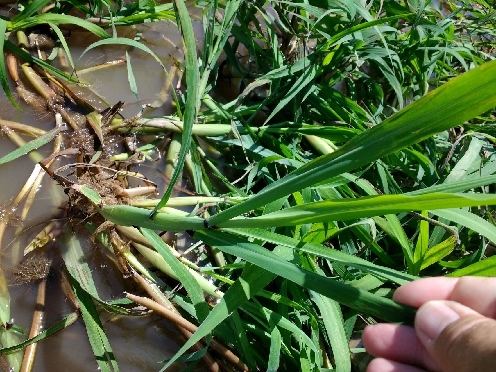 Louisiella elephantipes — houseplant care guide