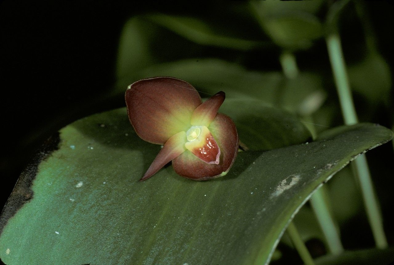 Pleurothallis homalantha — houseplant care guide