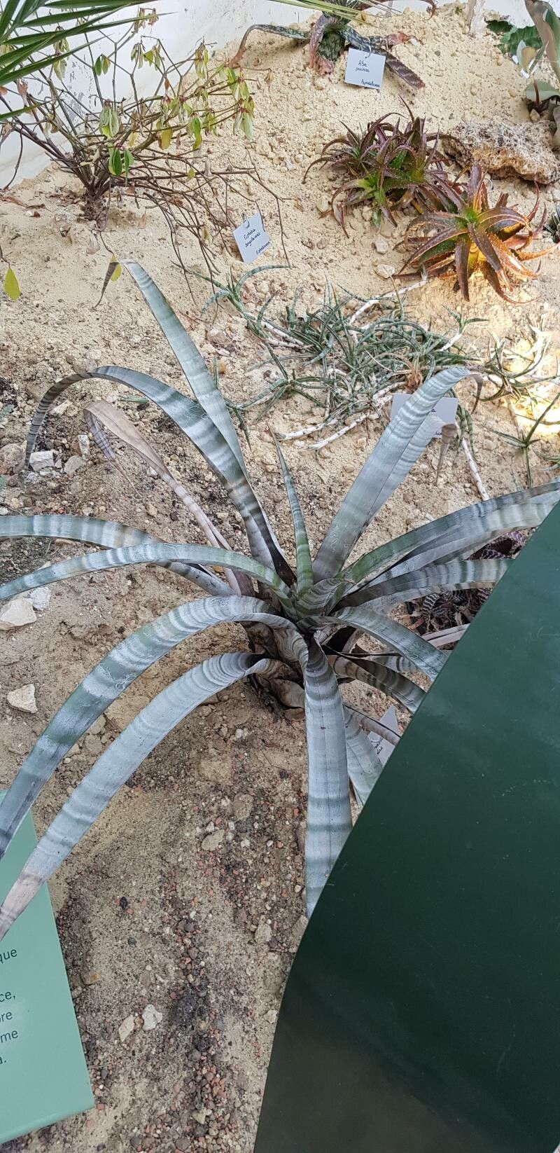 Tillandsia hildae habit