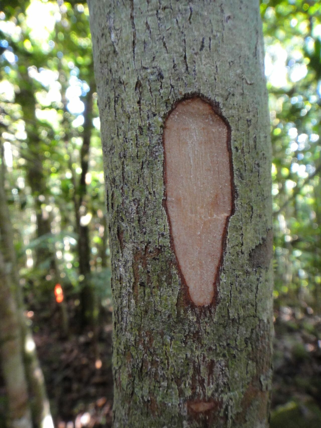 Syzygium lifuanum — houseplant care guide