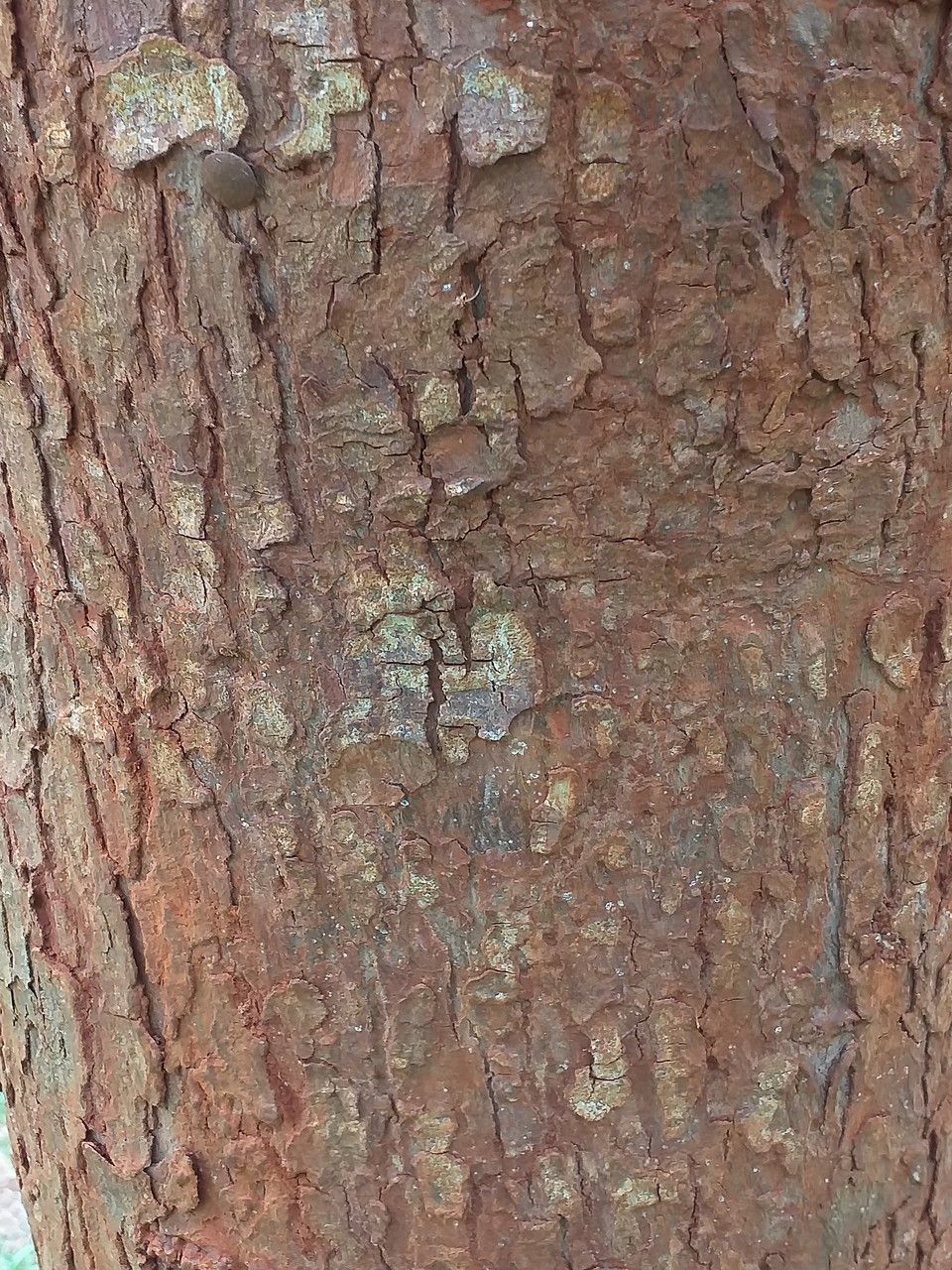 Afrocarpus falcatus bark