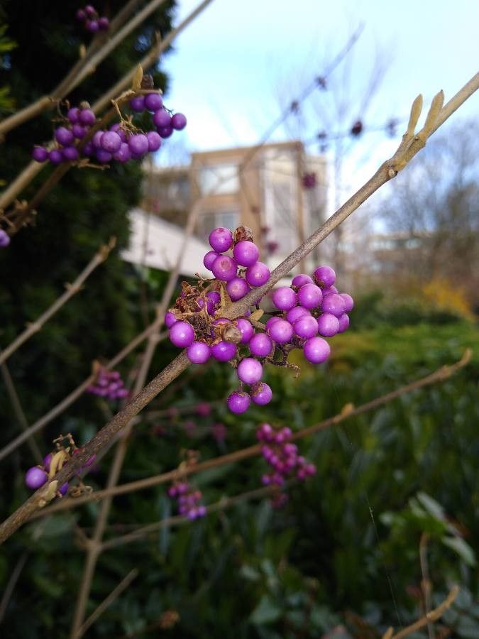 Callicarpa giraldii fruit