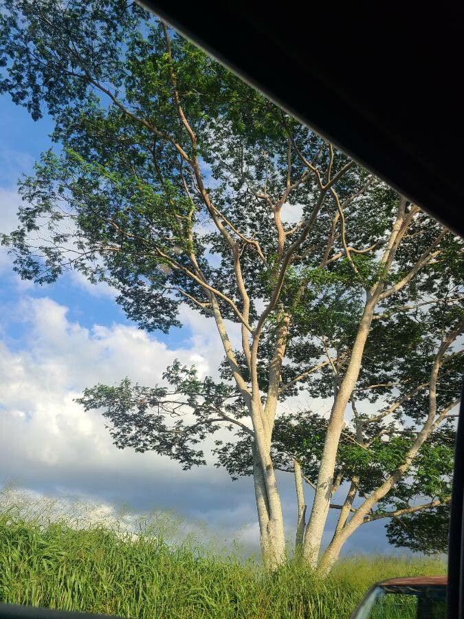 Albizia niopoides habit