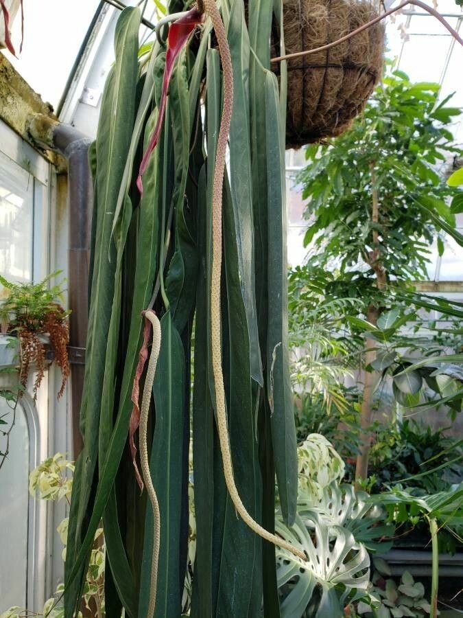 Anthurium wendlingeri flower