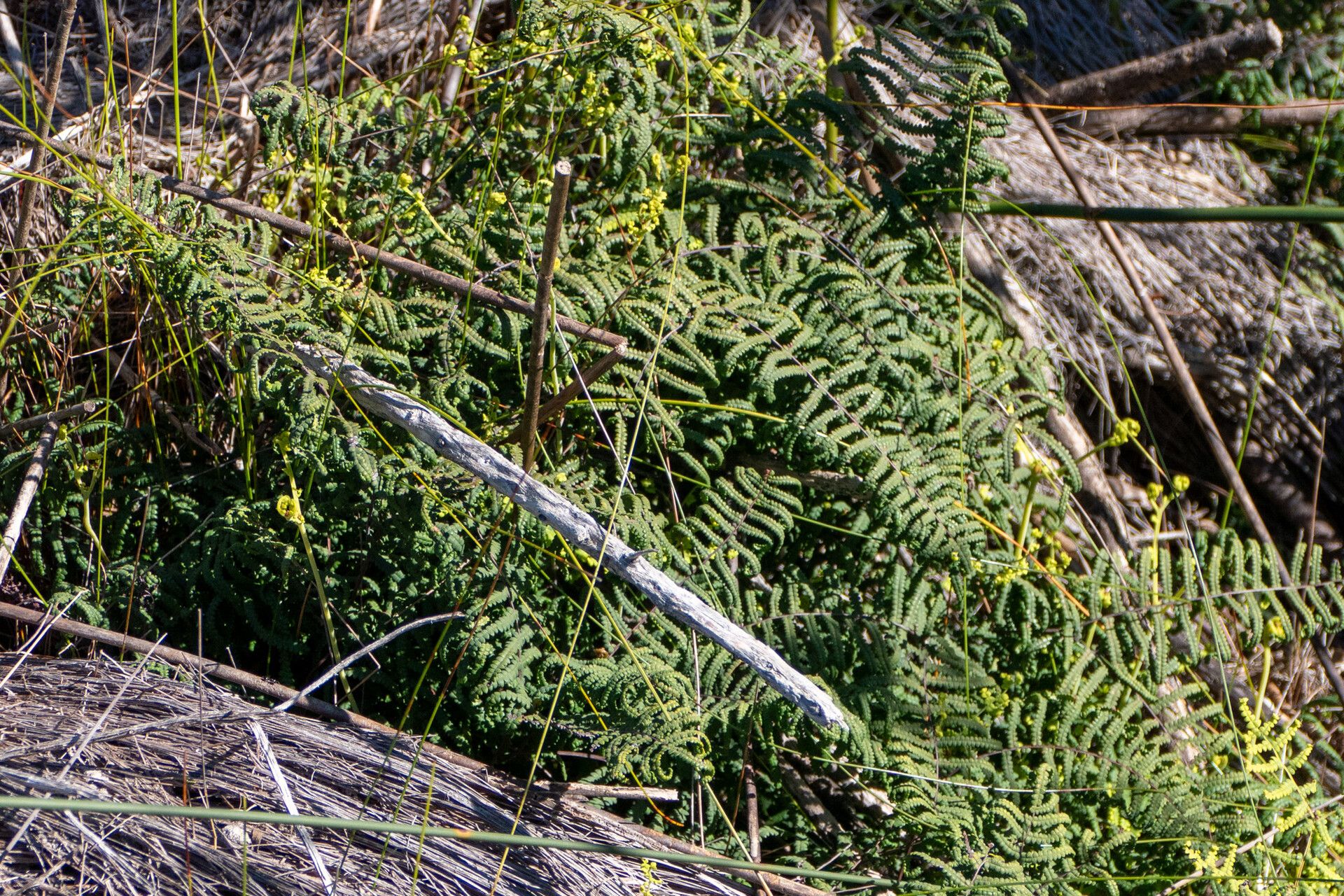 Gleichenia polypodioides — related species from the same genus