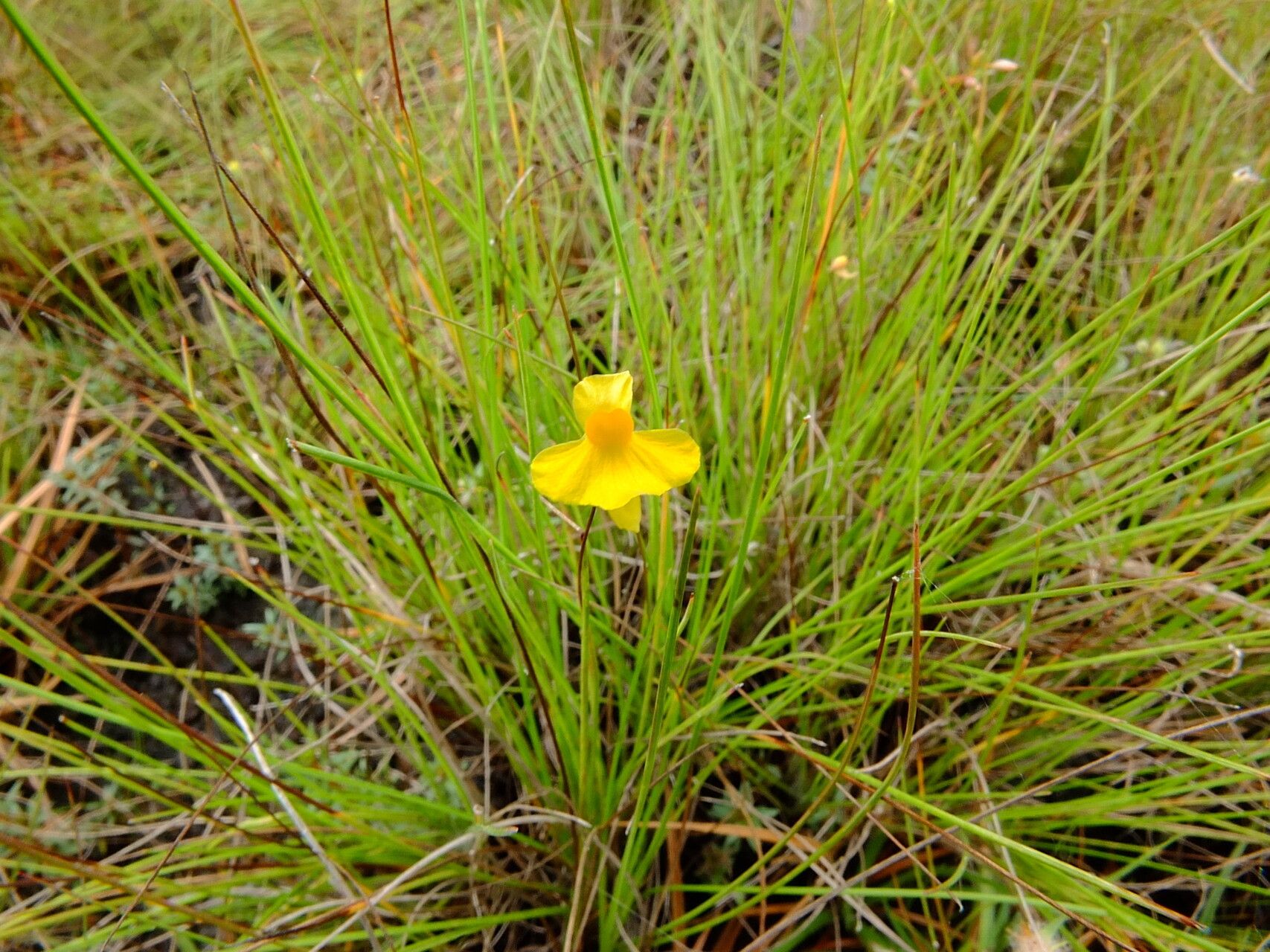 Utricularia triloba — search result for 'Utricularia'