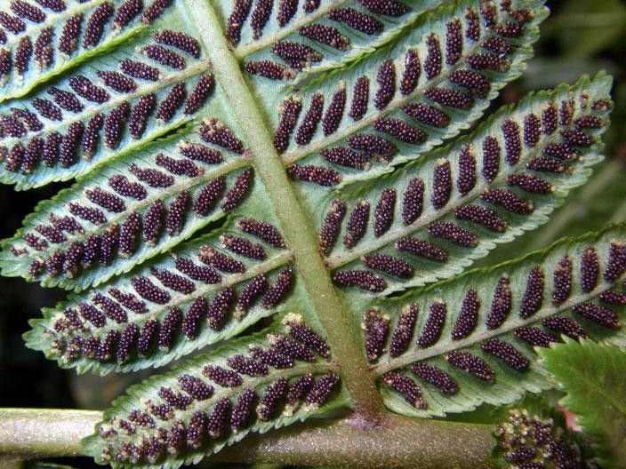 Diplazium lindbergii — houseplant care guide