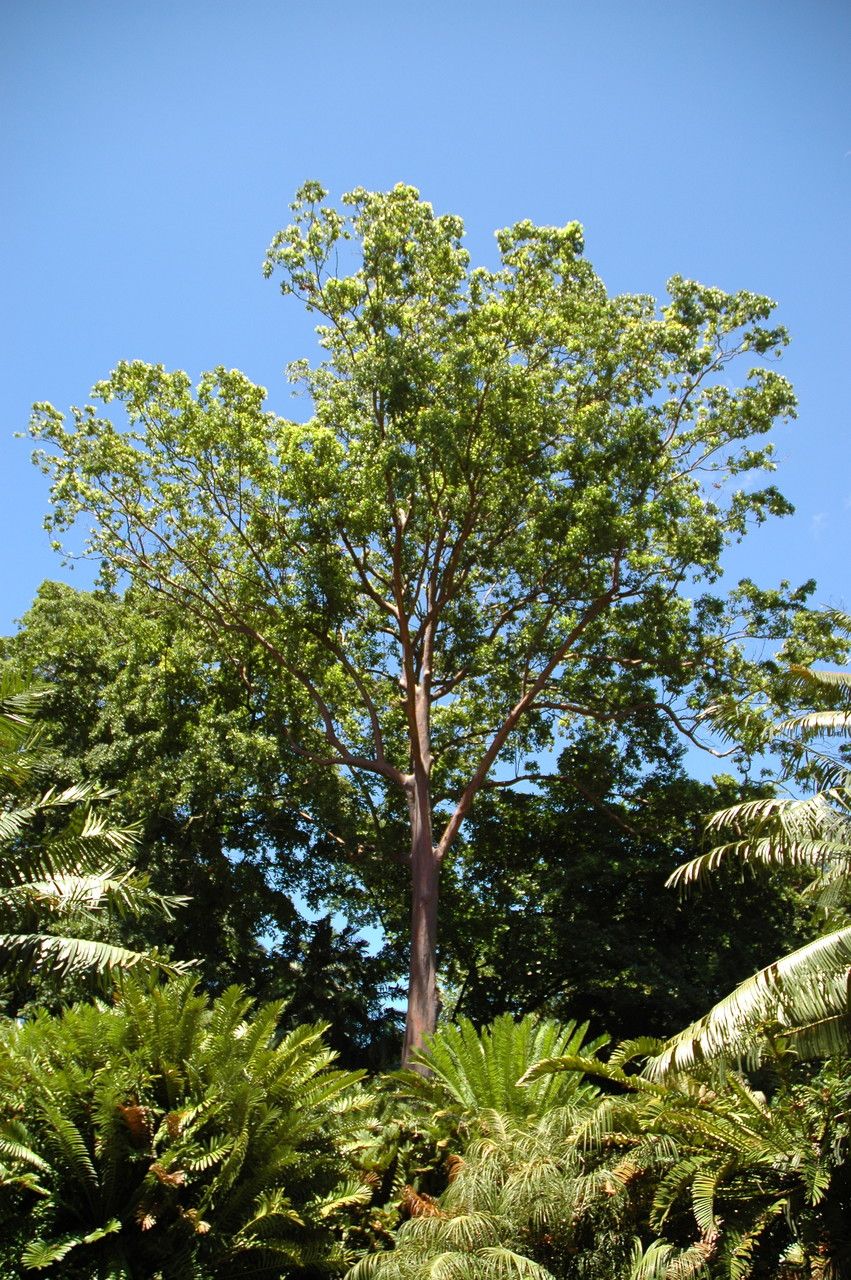 Eucalyptus deglupta habit