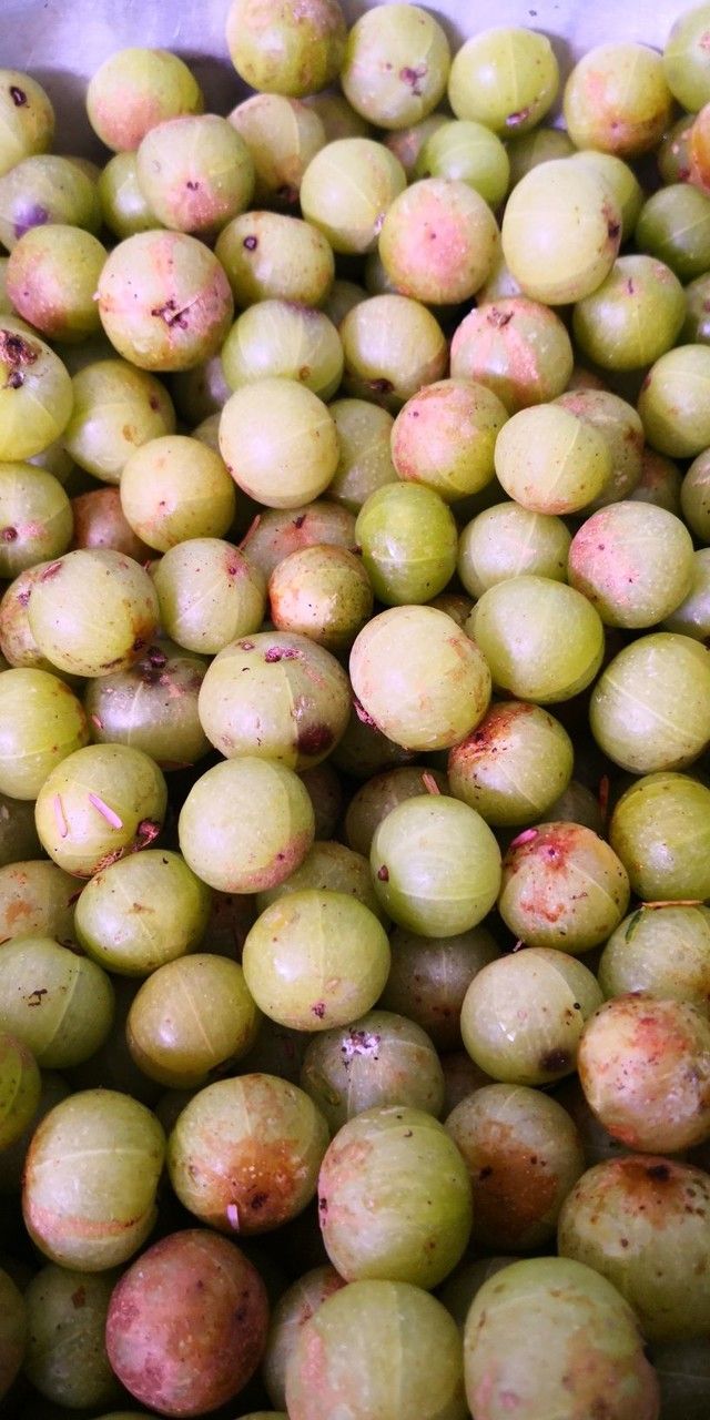 Canarium album fruit