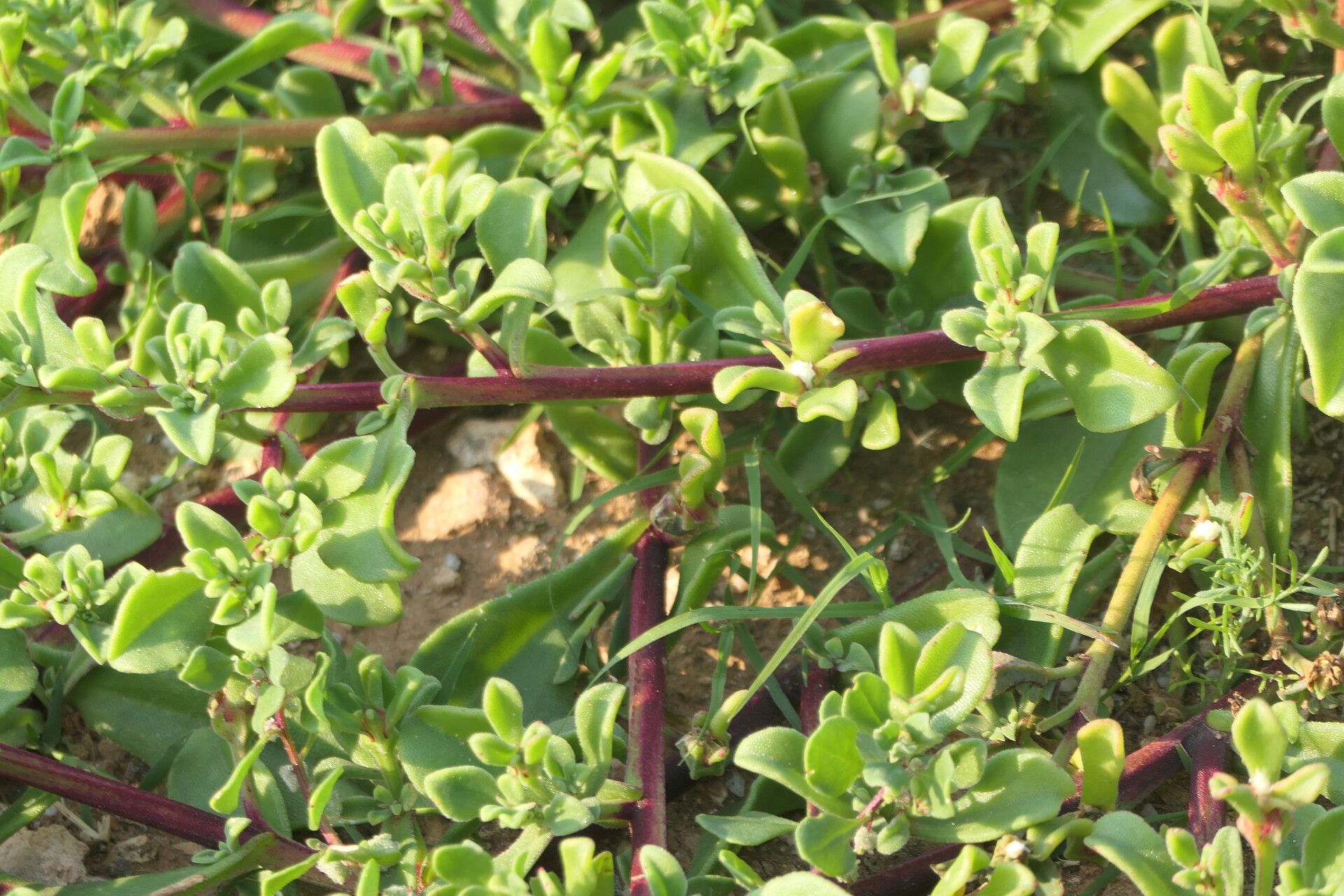 Mesembryanthemum aitonis bark