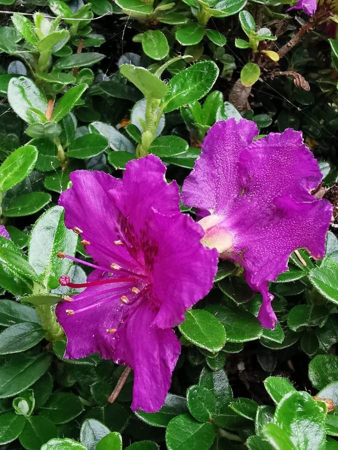 Rhododendron saluenense flower