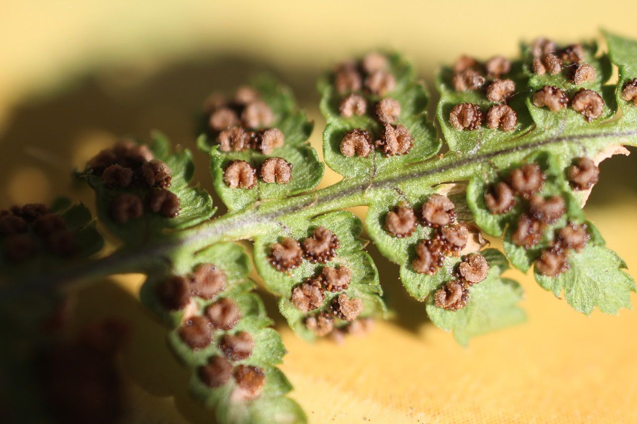 Dryopteris submontana fruit