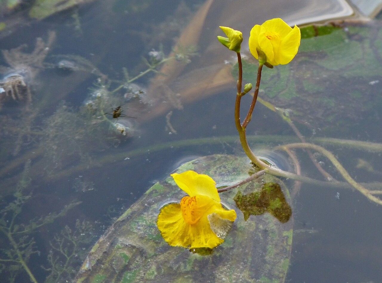 Utricularia australis flower