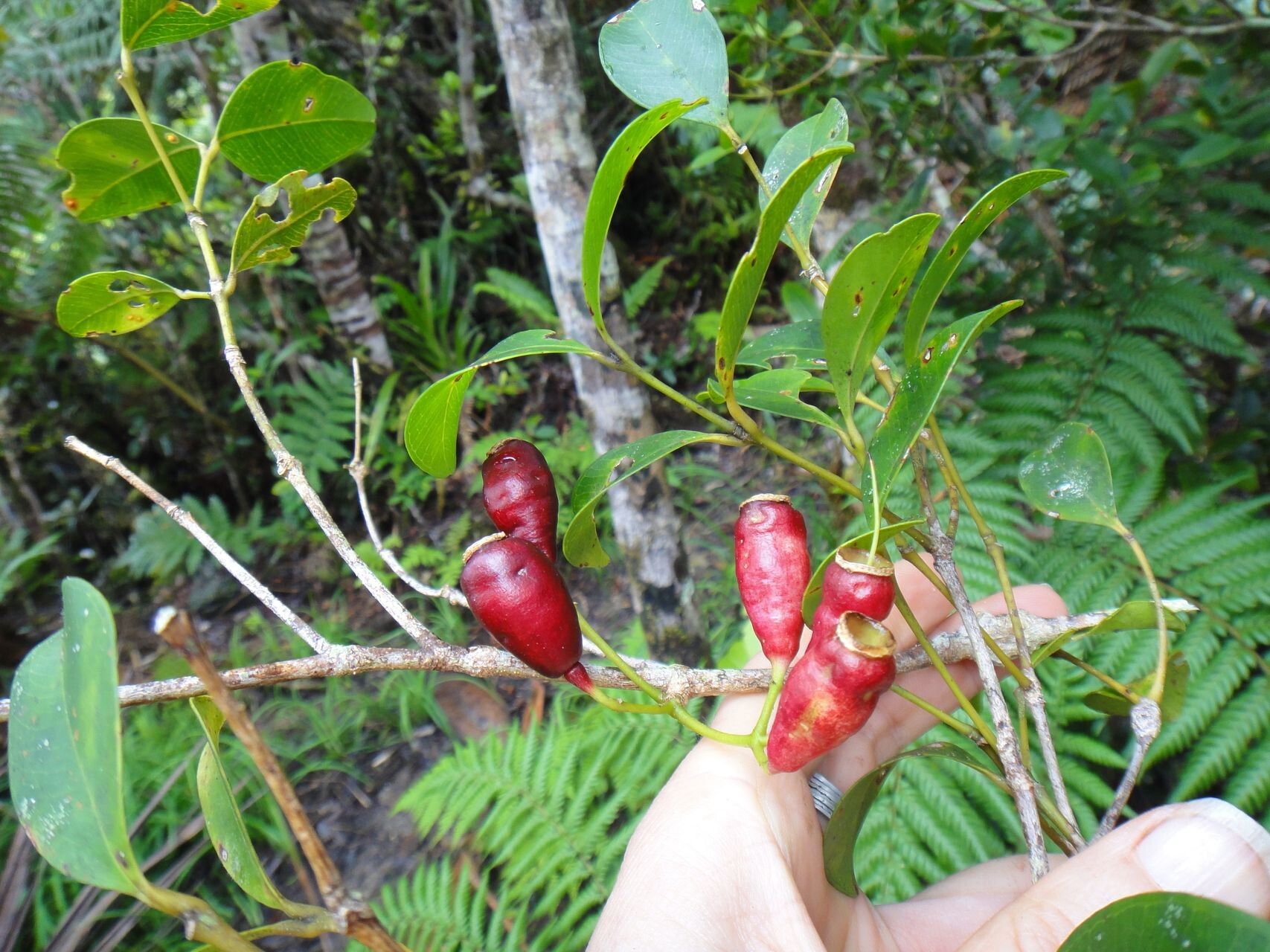 Syzygium arboreum fruit