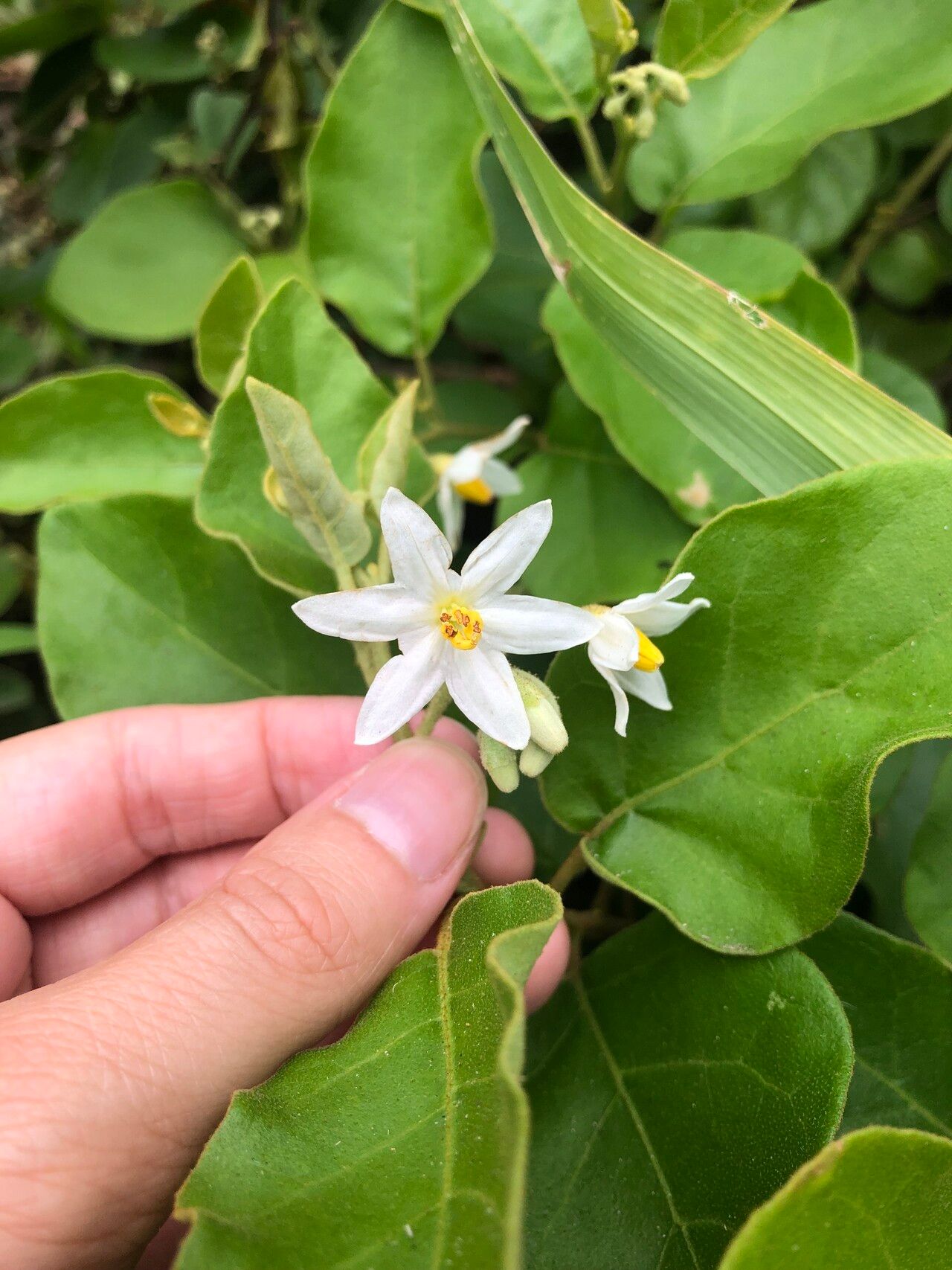 Solanum jussiaei — houseplant care guide