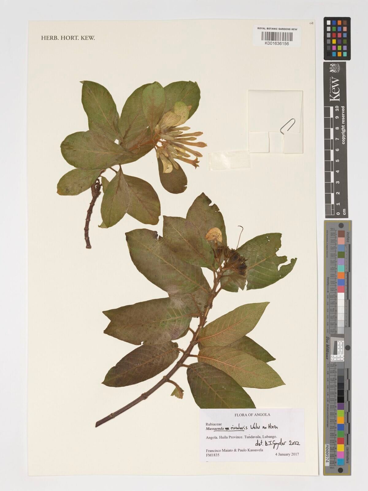 Mussaenda rivularis — search result for 'Mussaenda'