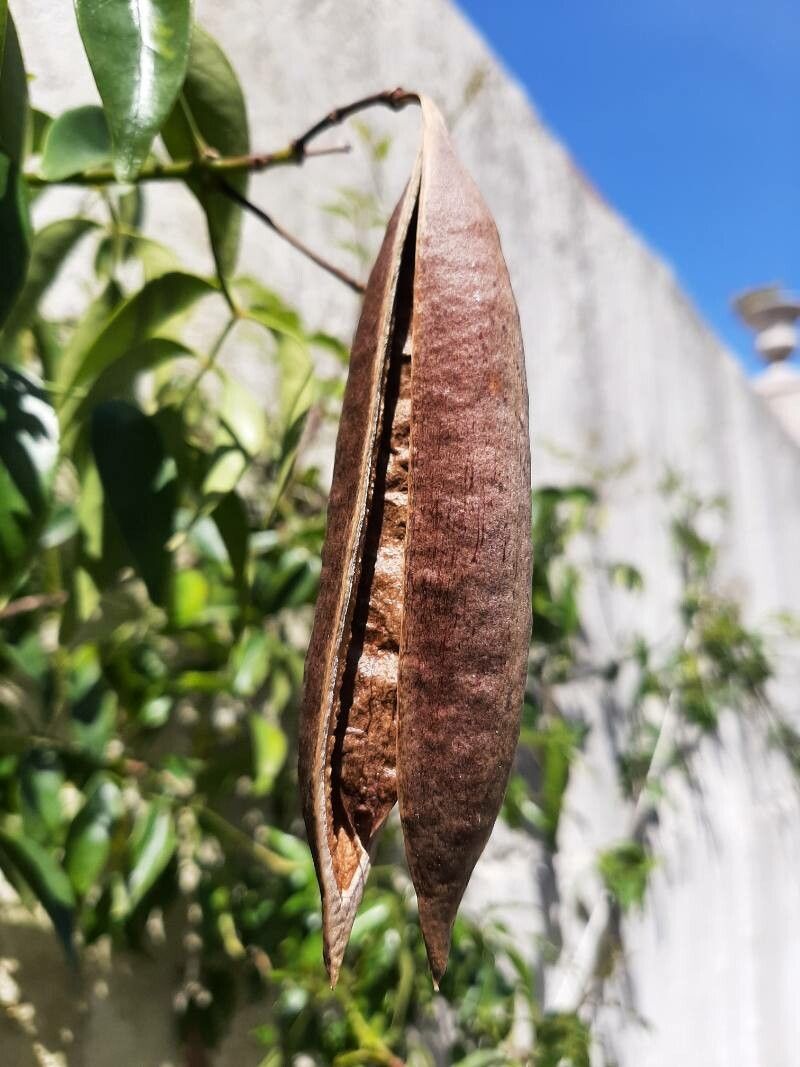 Pandorea jasminoides fruit
