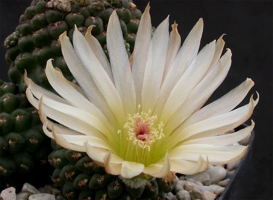 Eriosyce krausii — houseplant care guide