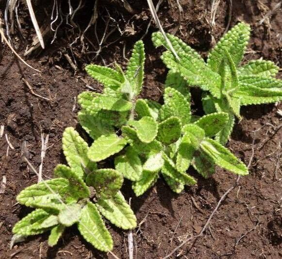 Stachys simplex — search result for 'Stachys'