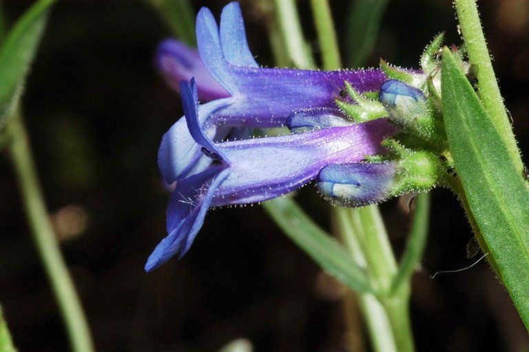 Penstemon aridus flower