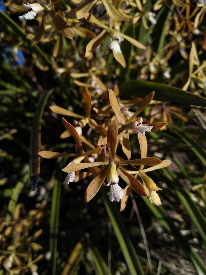 Encyclia flava — houseplant care guide