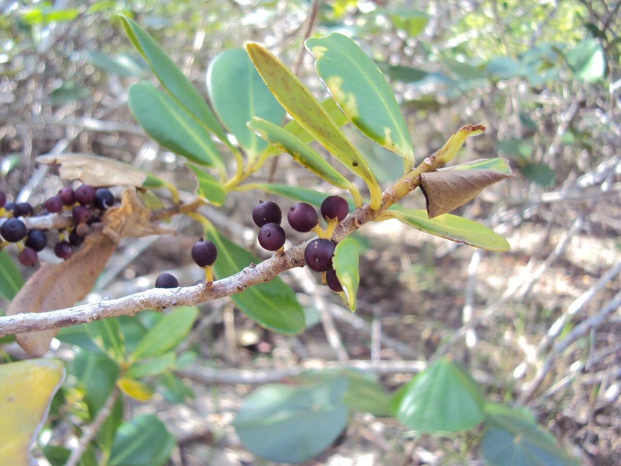 Myrsine parvifolia — houseplant care guide