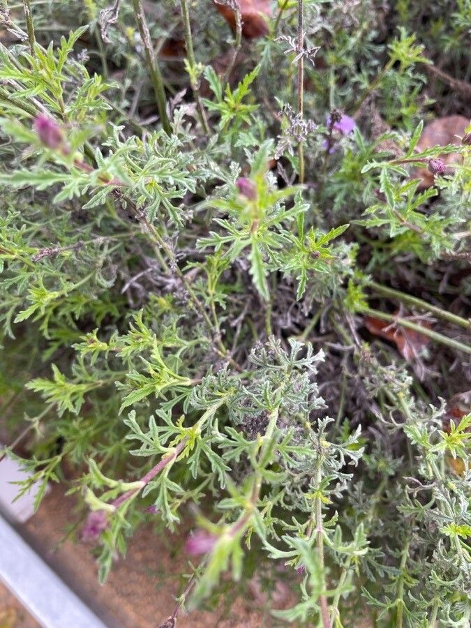Glandularia tenera leaf