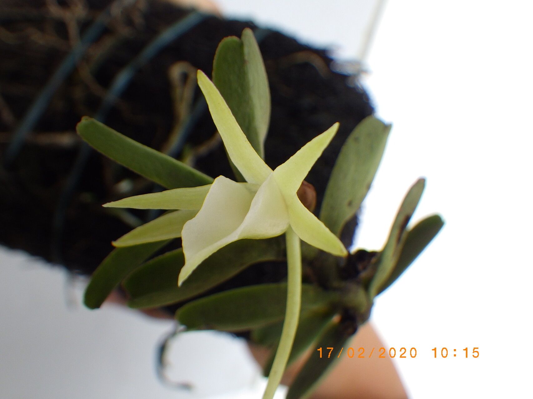 Angraecum ankeranense flower