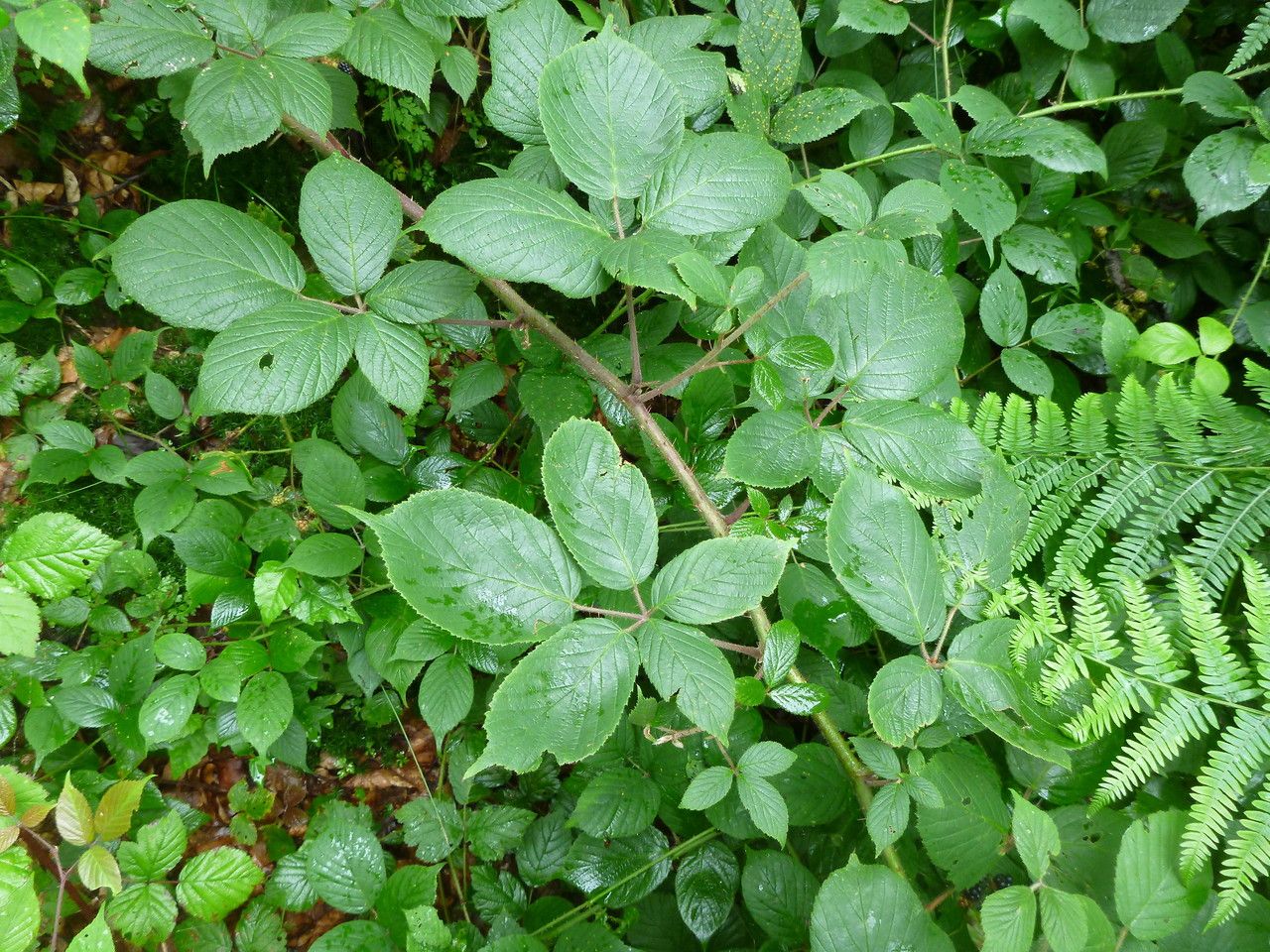 Rubus tereticaulis leaf