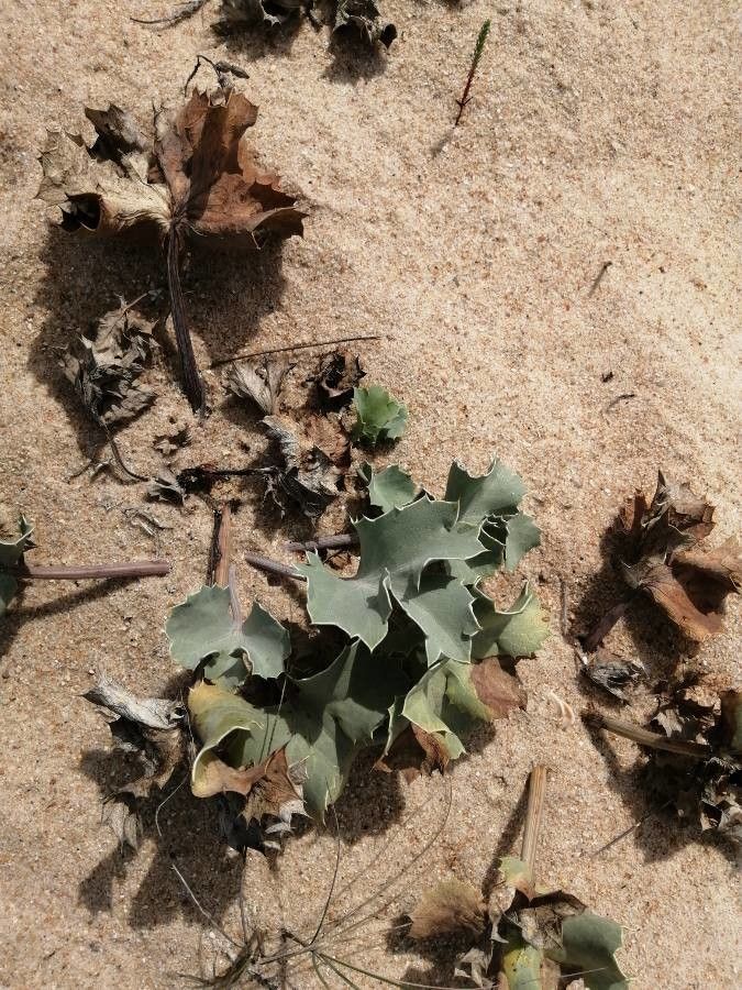 Eryngium maritimum leaf