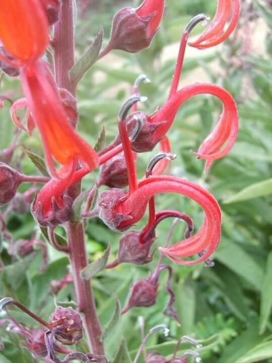 Lobelia tupa flower