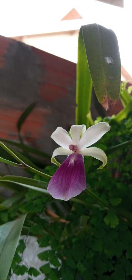 Miltonia regnellii flower
