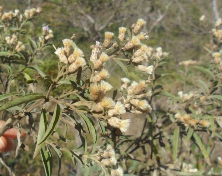 Lepidaploa rufogrisea — houseplant care guide