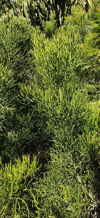 Euphorbia alcicornis habit