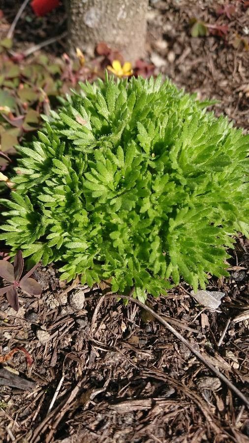 Saxifraga rosacea fruit