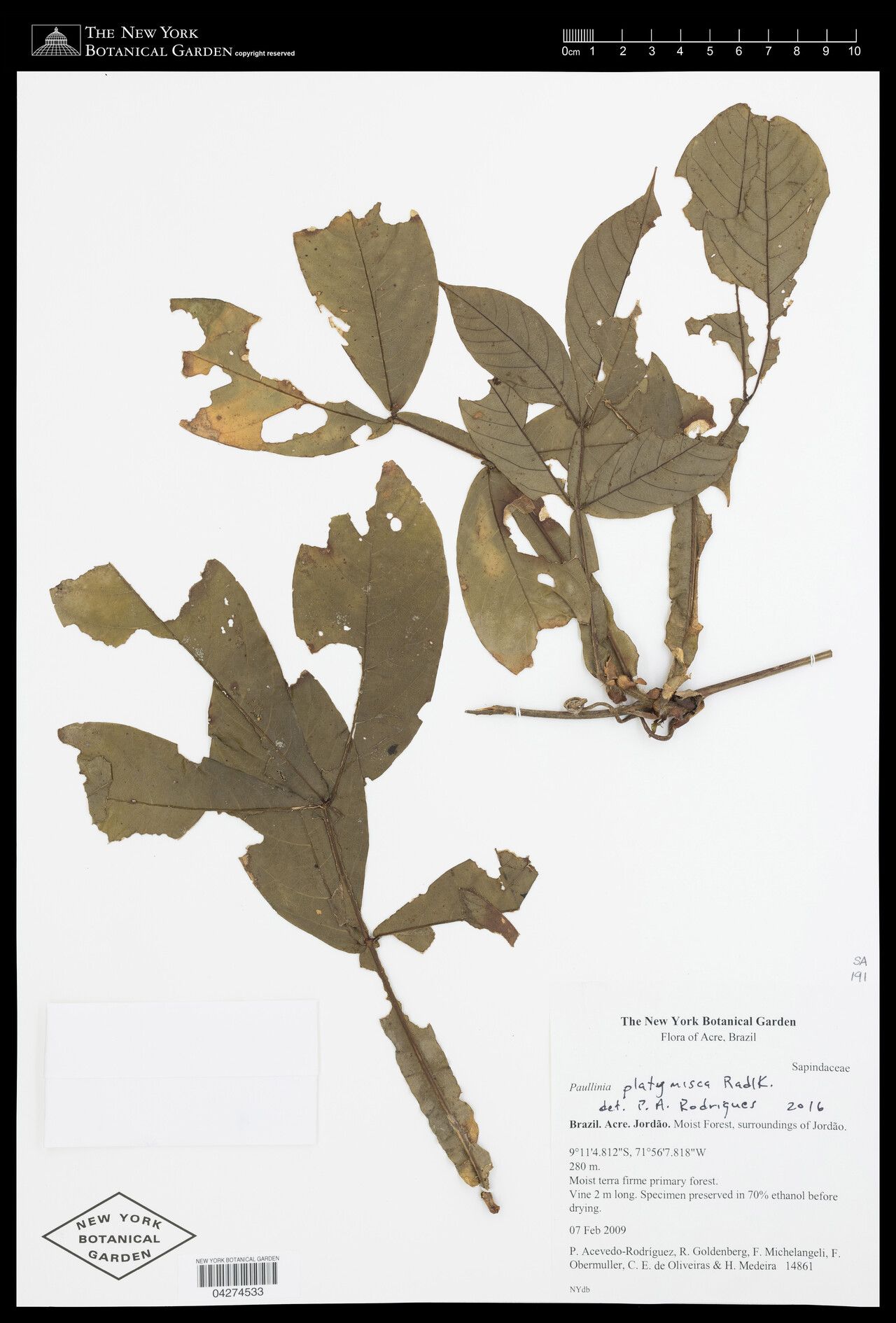 Paullinia platymisca — search result for 'Paullinia'