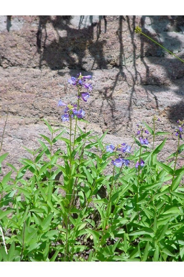 Penstemon rydbergii habit