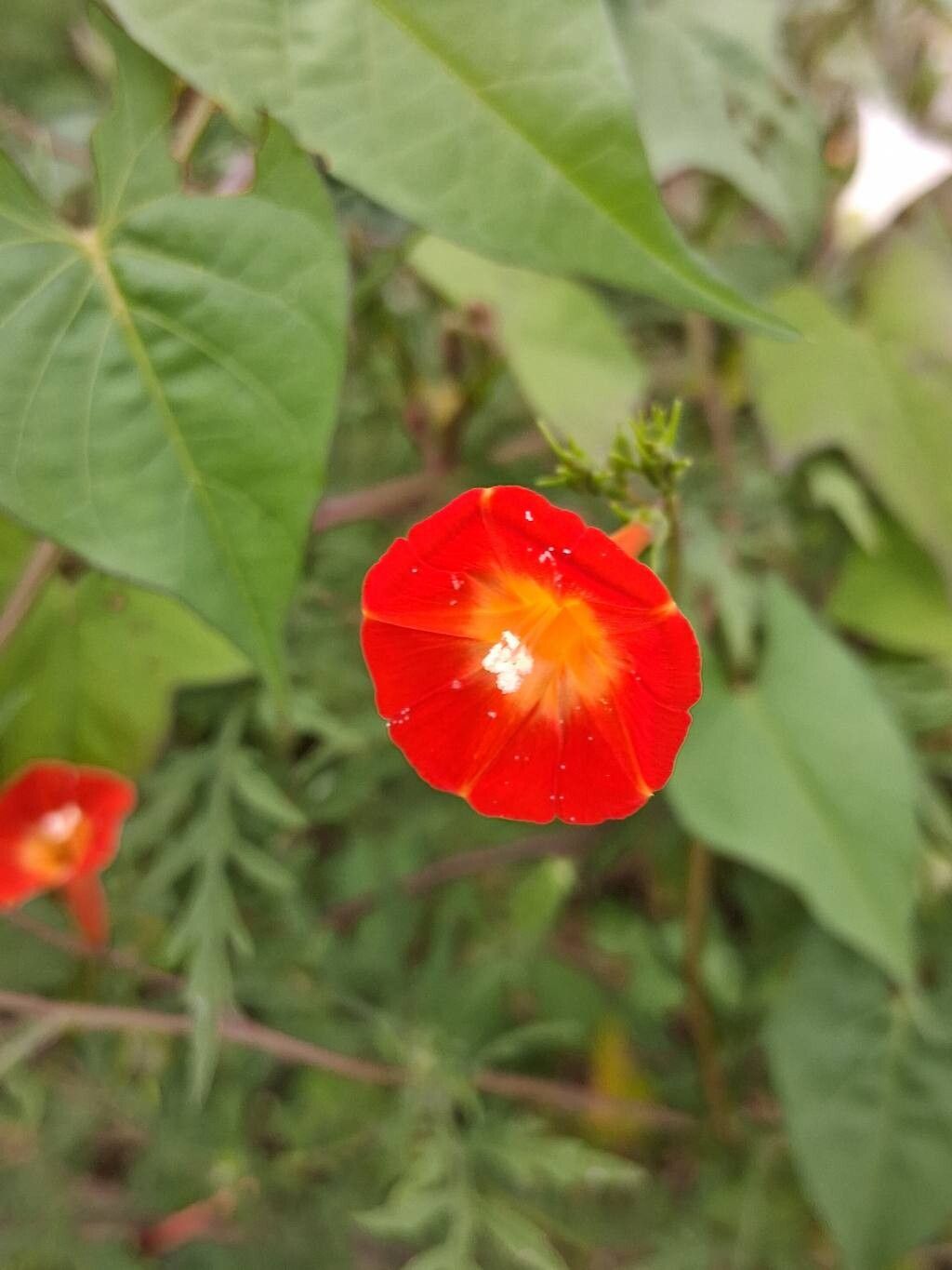 Ipomoea coccinea flower