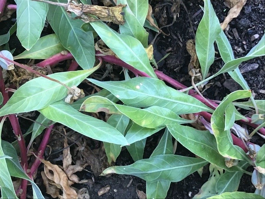 Megapterium missouriensis — houseplant care guide