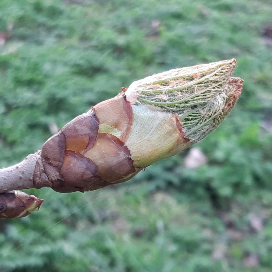 Aesculus × carnea leaf