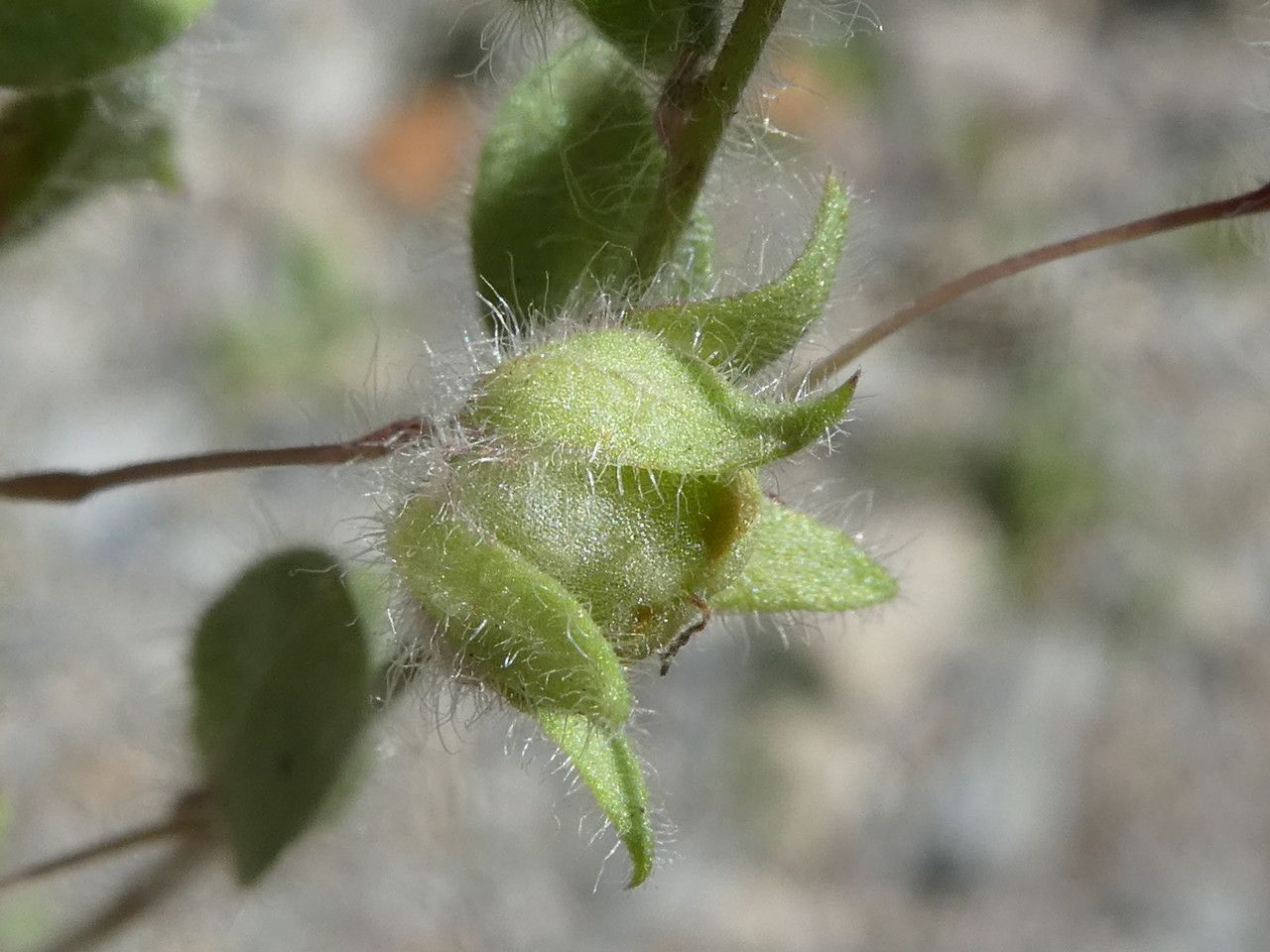 Kickxia elatine fruit