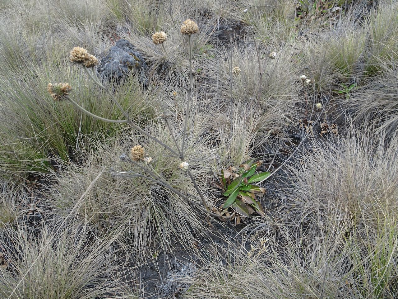 Succisa trichotocephala habit