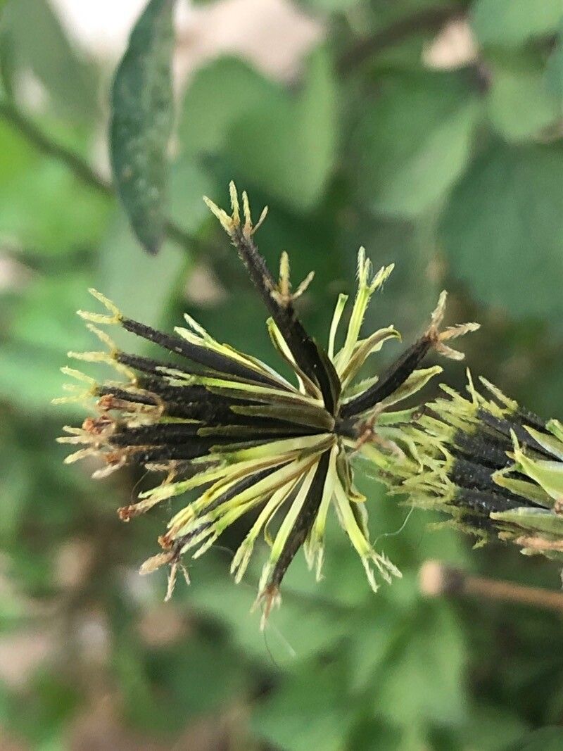 Bidens subalternans flower